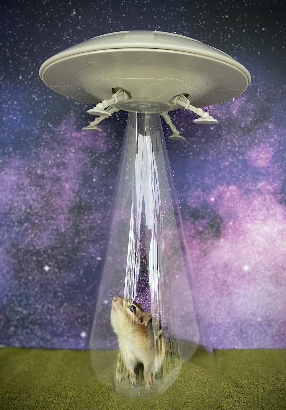 Meredith Morabito chipmunk photography