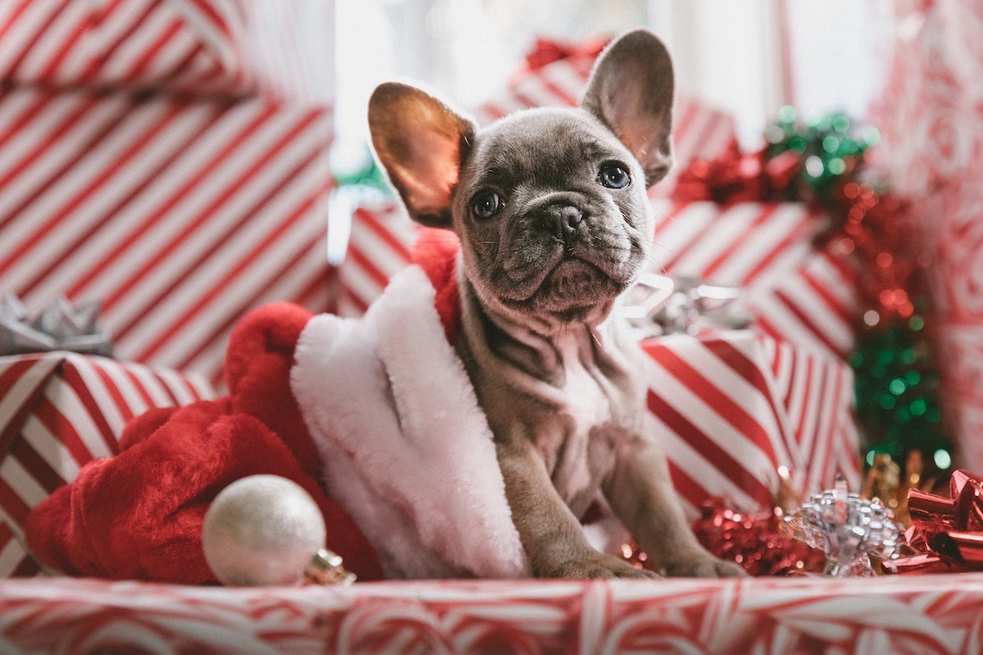 Animal and Pet Charities