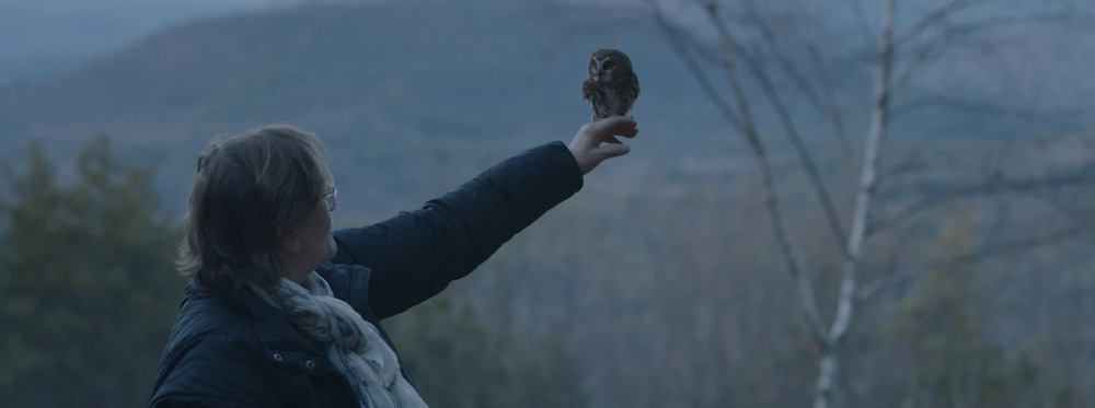 donate to ravensbeard wildlife center