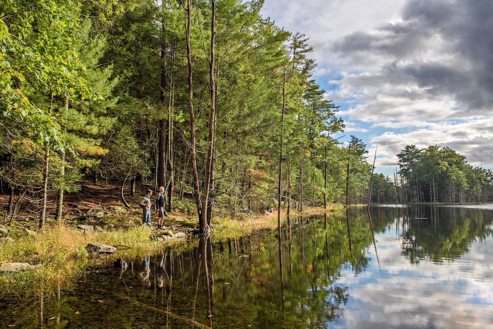 Bluestone Wild Forest Pickerel Pond