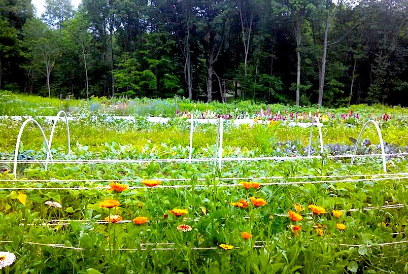 Stonewood Farm Millbrook NY