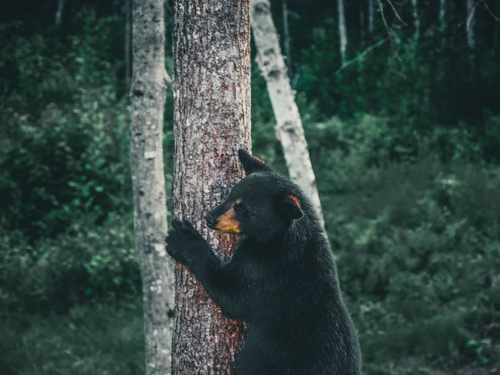 Black Bears Upstate NY