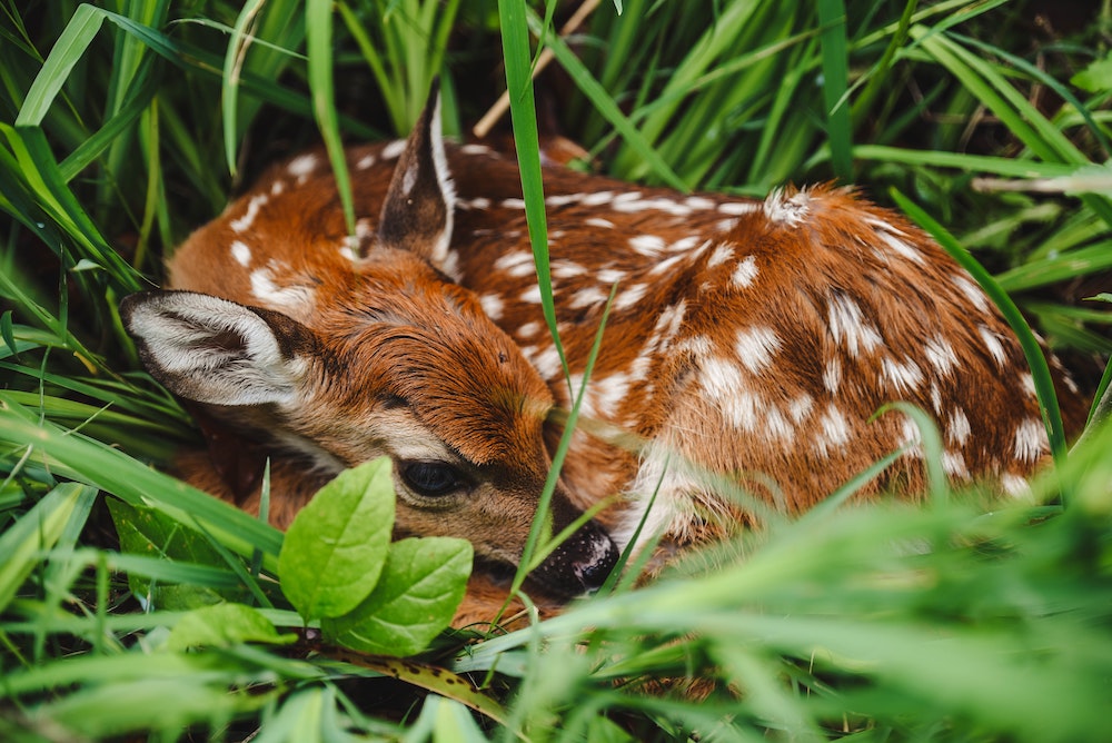 Do Not touch a Fawn if Found
