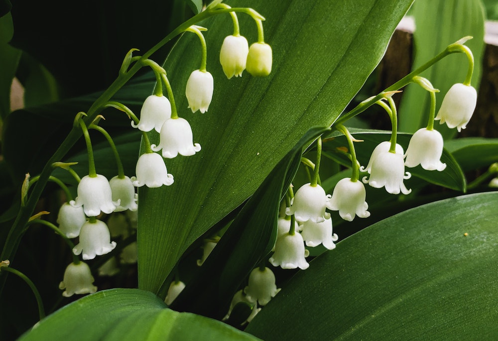Lily of the Valley | Springtime Upstate NY