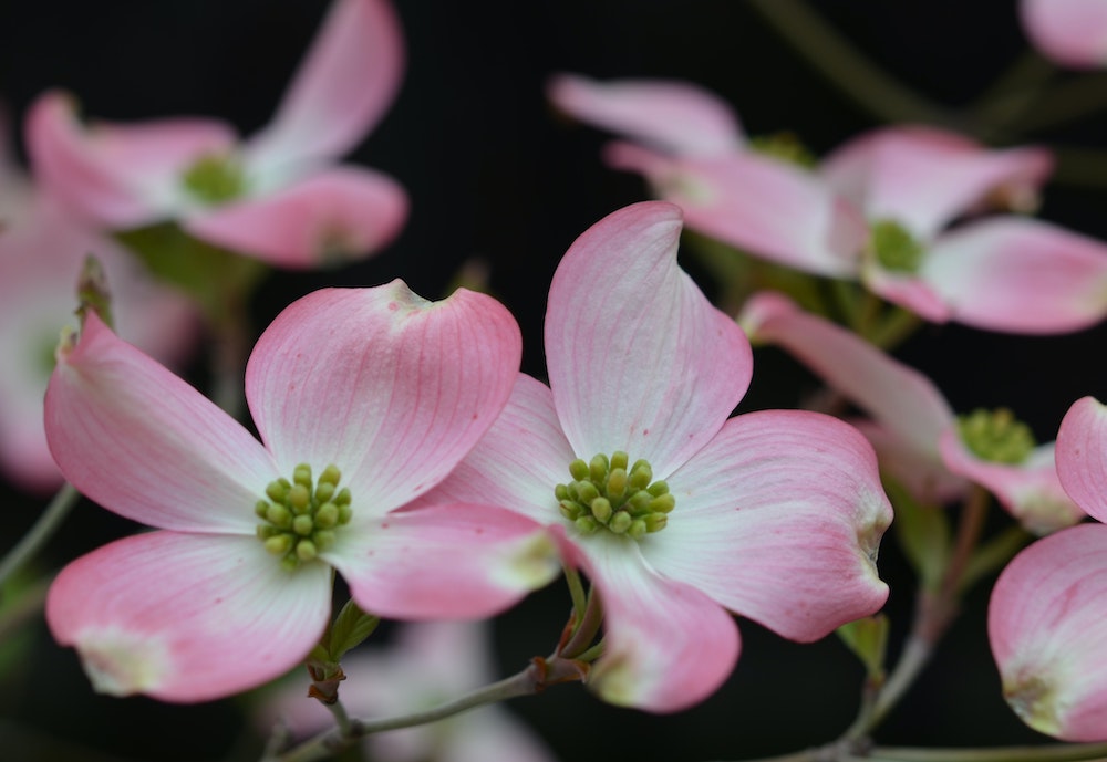 Pink Dogwood Springtime Upstate NY
