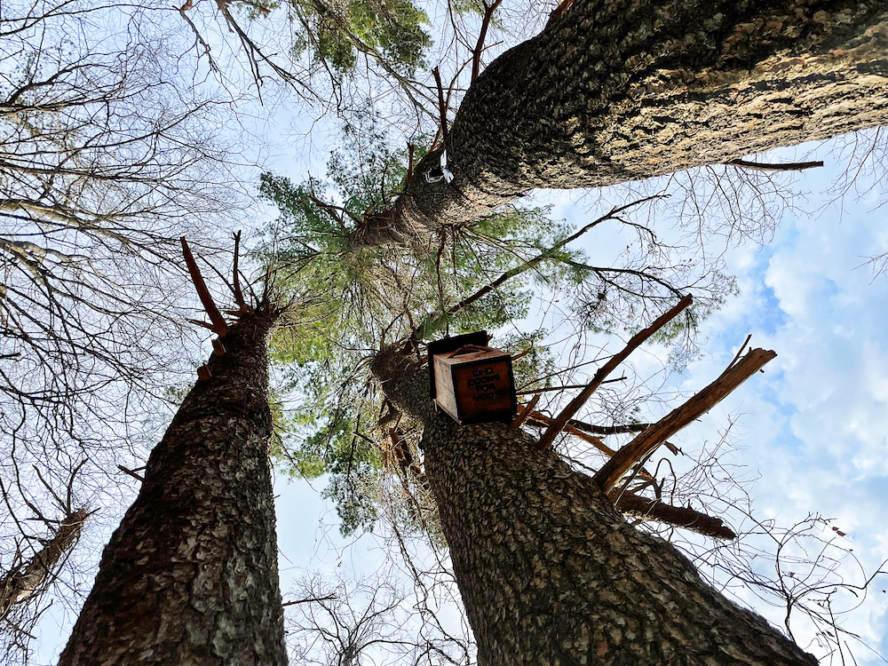shot looking from the ground straight up a tree to a box