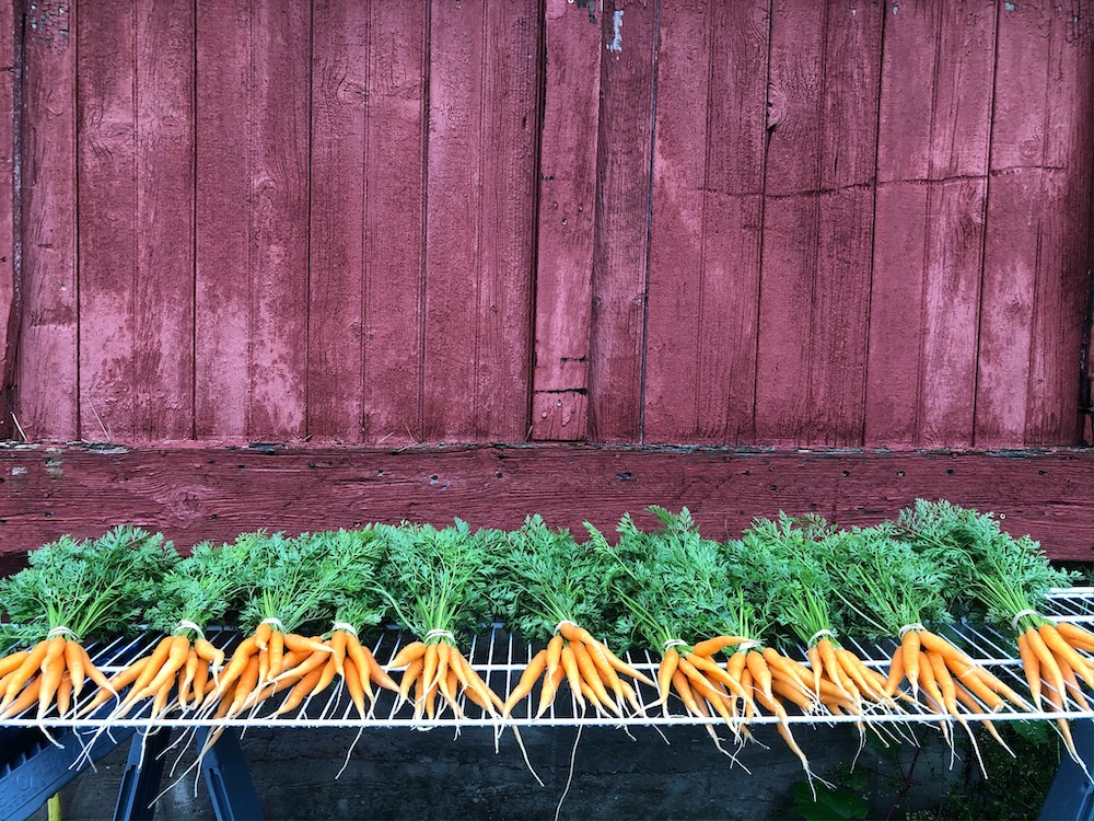 carrots laid across a table in front of the barn