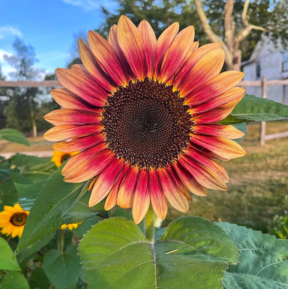 orange and red sunflower