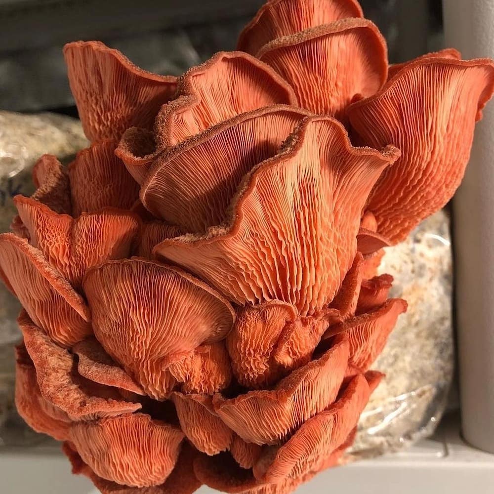 mushrooms