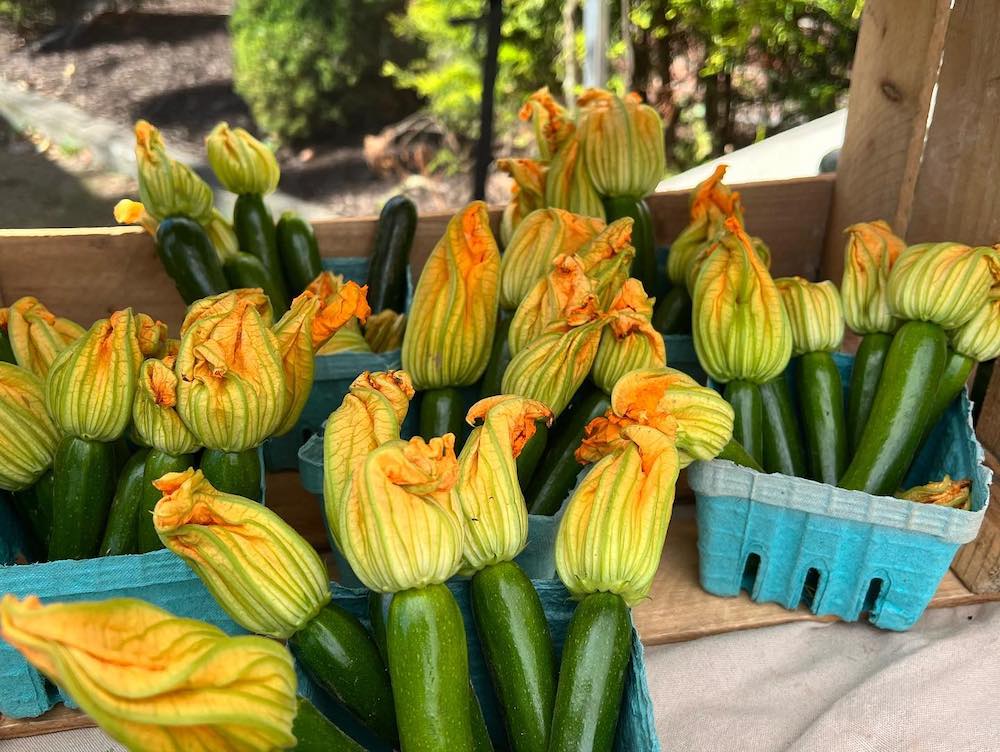 zucchini squash with flower tops