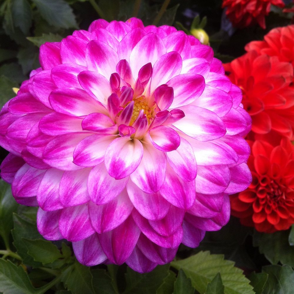 pink dahlia