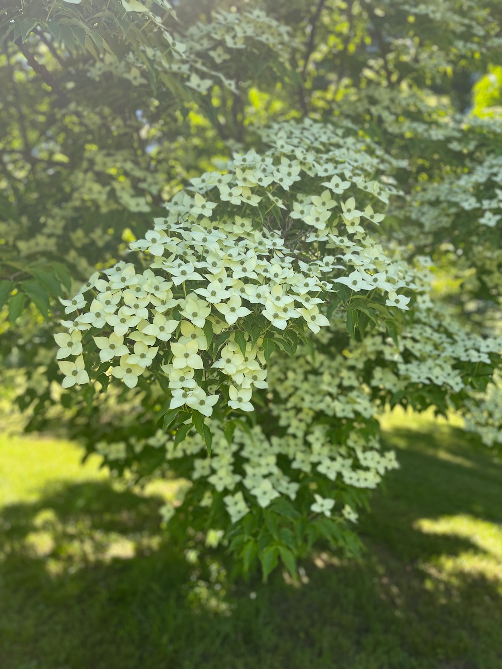 Jim Dinsmore Garden Dogwood photo Terry Dagrosa
