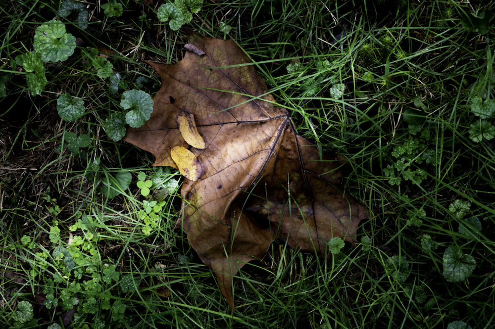 image_1