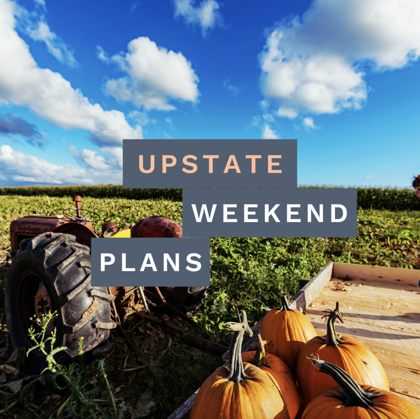 field with pumpkins