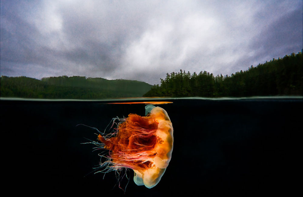 photography of jelly fish and mountains