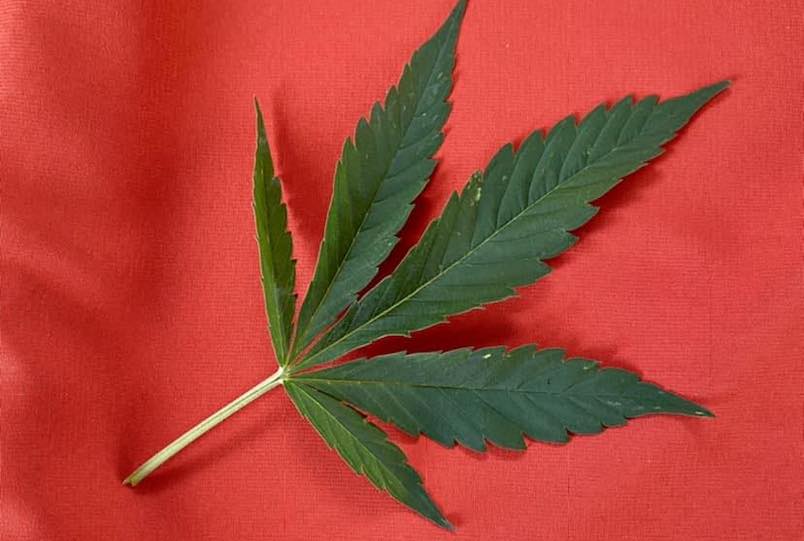 marijuana leaf