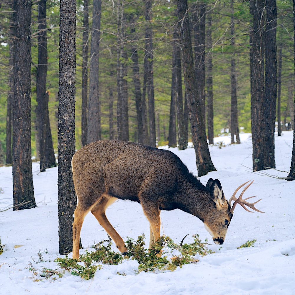 deer in winter. woods