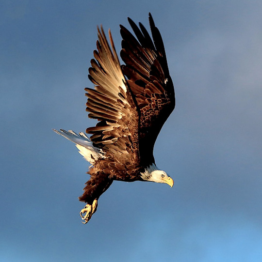 Eagle Tannersville NY