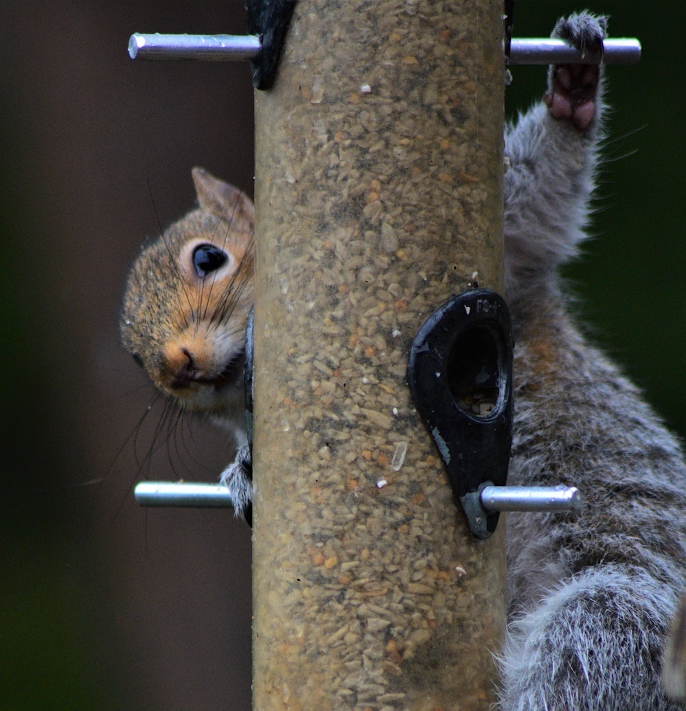 Squirrel climbing bird feeder