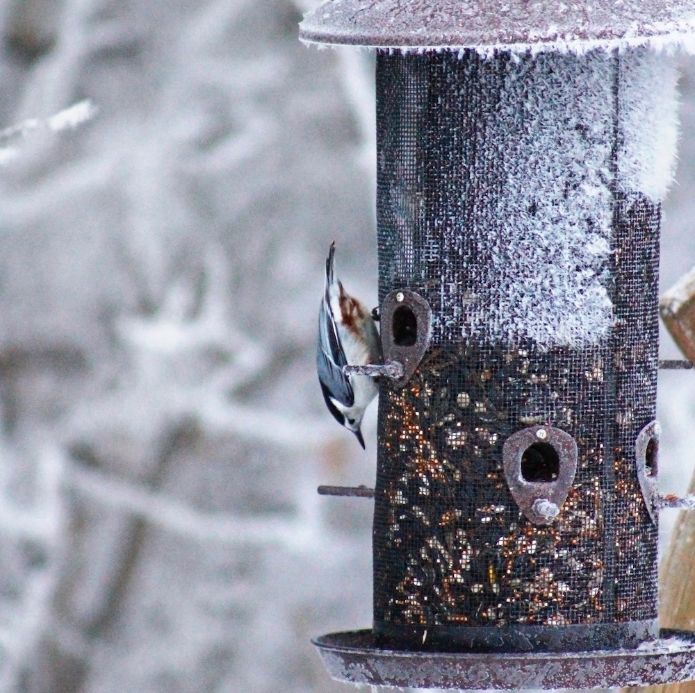 winter bird feeder