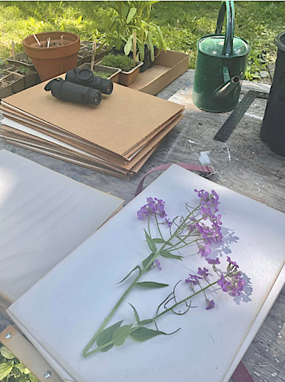 Pressing Flowers Workshop at the Quiet Botanist