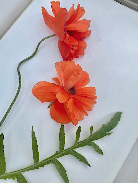 Pressing Flowers Workshop at the Quiet Botanist