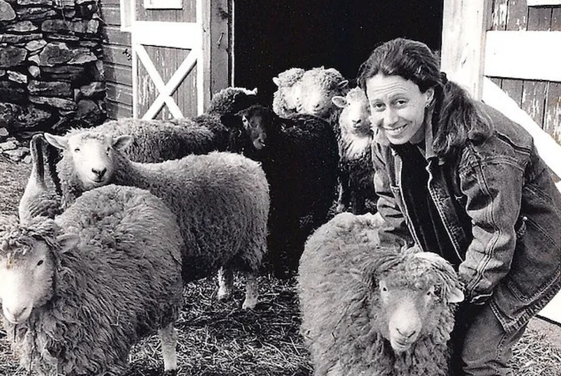 A woman with sheep in a barn at the Dashing Star Farm in Millerton NY