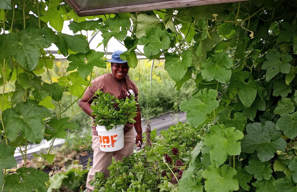 A farmer harvesting a bucket of basil at Rise and Root Farm in Chester, NY