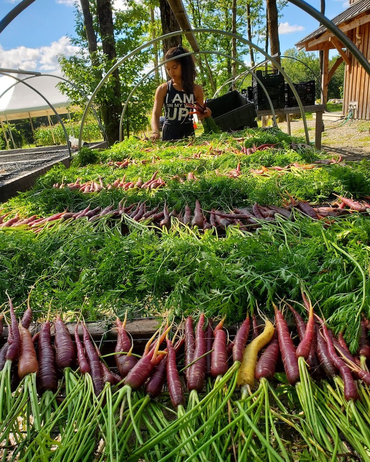Farmer is sorting through the carrots at Soul Fire Farm in Petersburg, NY