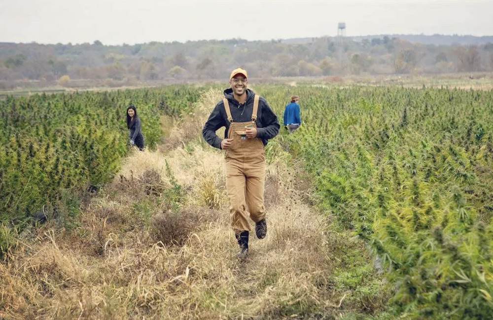 A crop of marijuana plants at Gullybean in the Hudson Valley NY