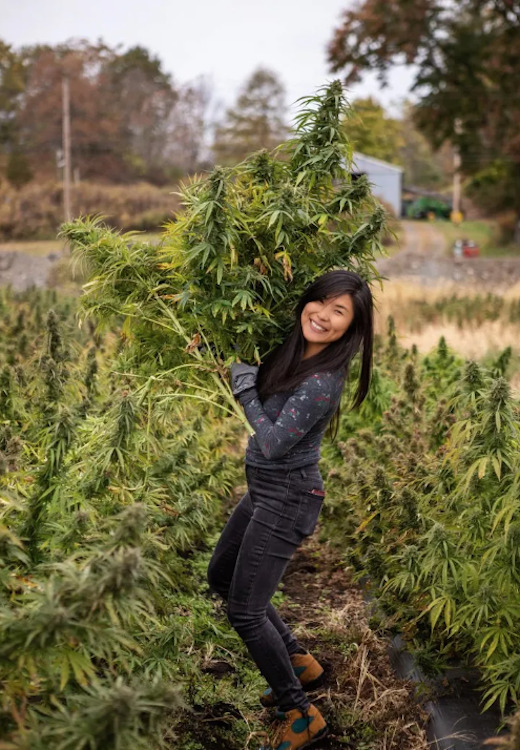 Gullybean Farm harvest