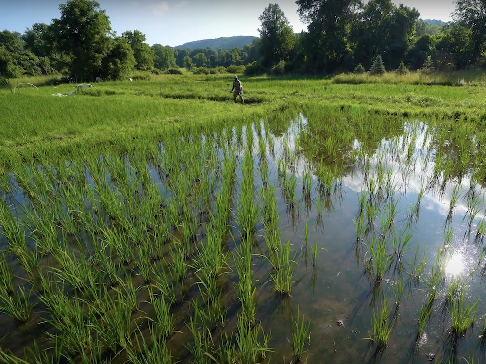Farmer working on the rice field at Ever Growing Farm in Ulster Park, NY