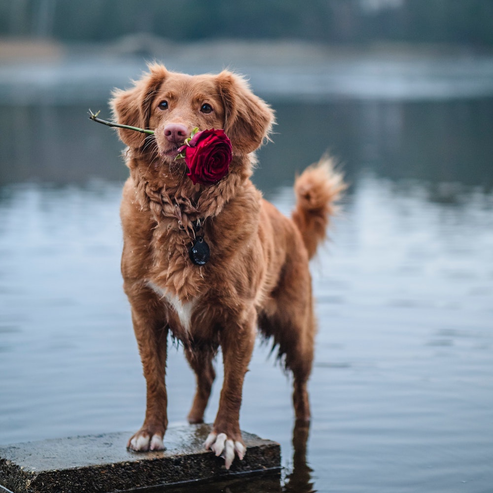 City Winery Puppies & Pinot Noir a Valentine's Day Celebration
