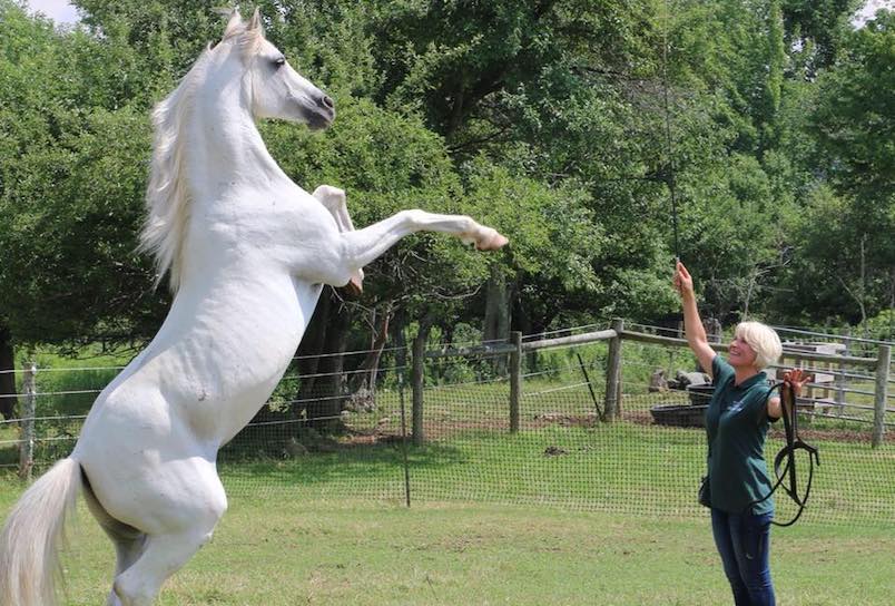 A woman trainer is directing a white horse to stand on its back legs at Vidbel Mountain Homestead in Windham NY