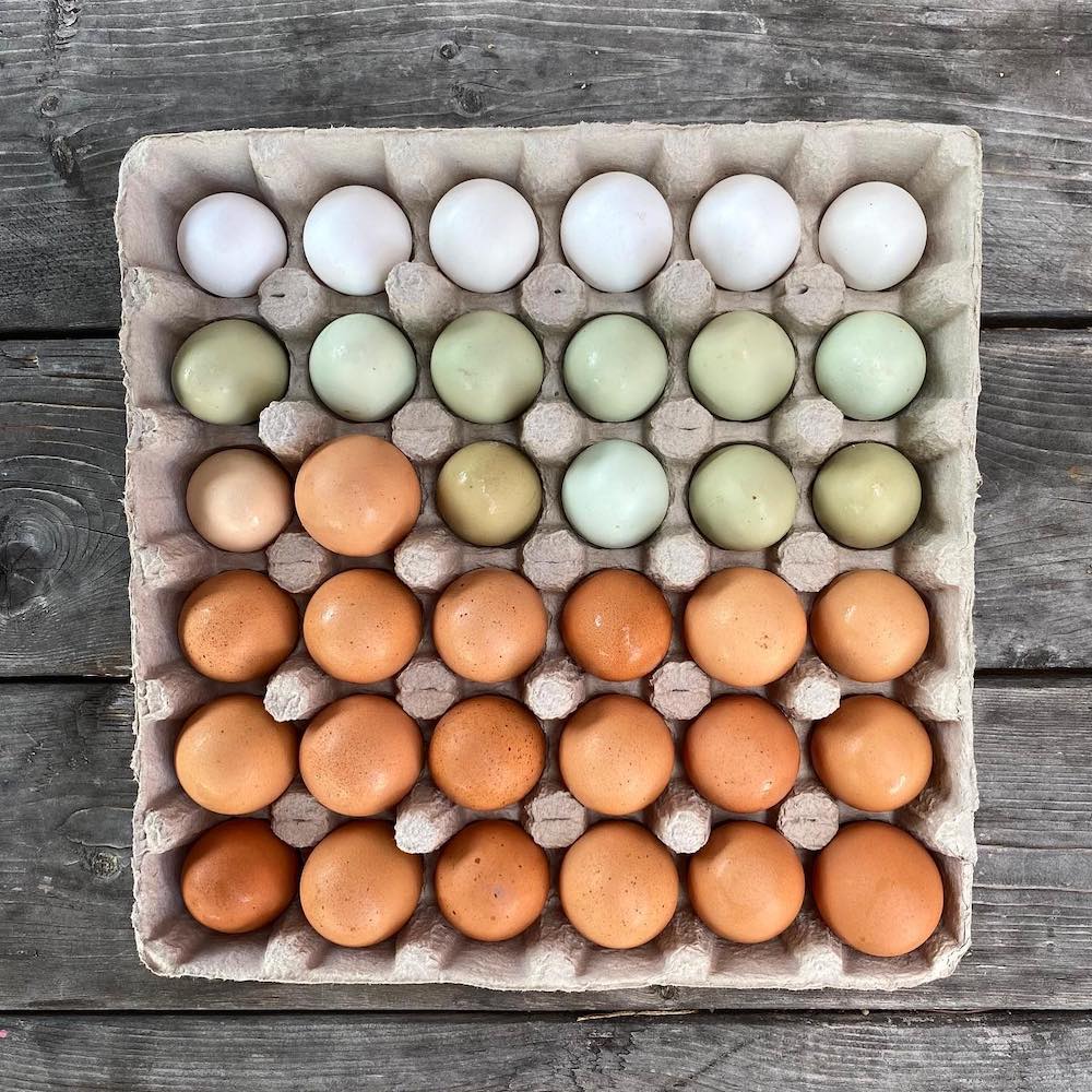 Natural Egg Dyeing All One One All Farm