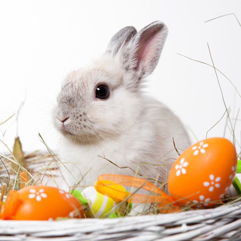 Easter bunny and egg dying workshops upstate ny