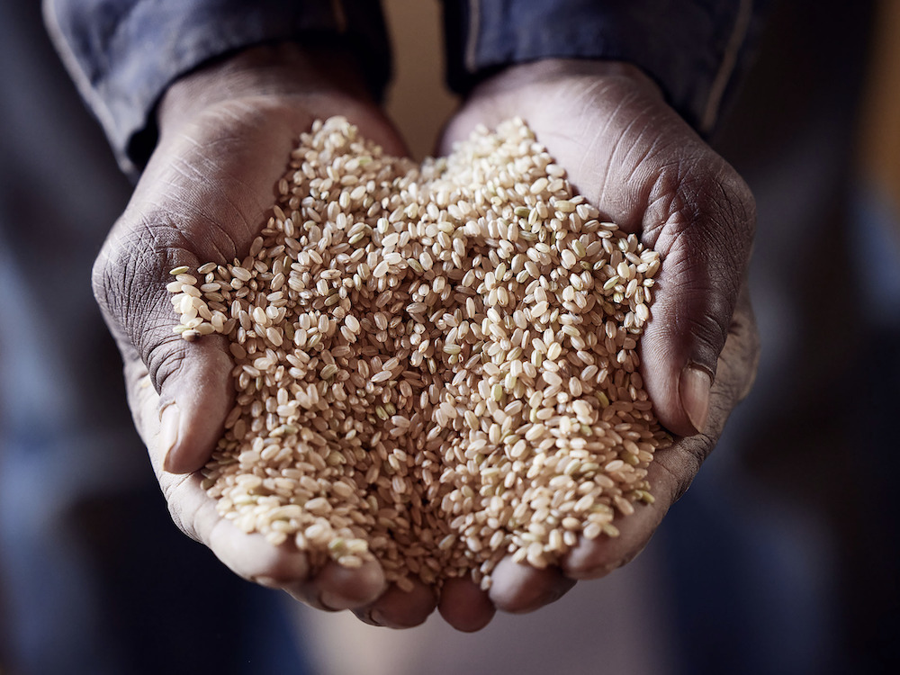 Hands full of rice grown at Ever Growing Farm in Ulster Park NY