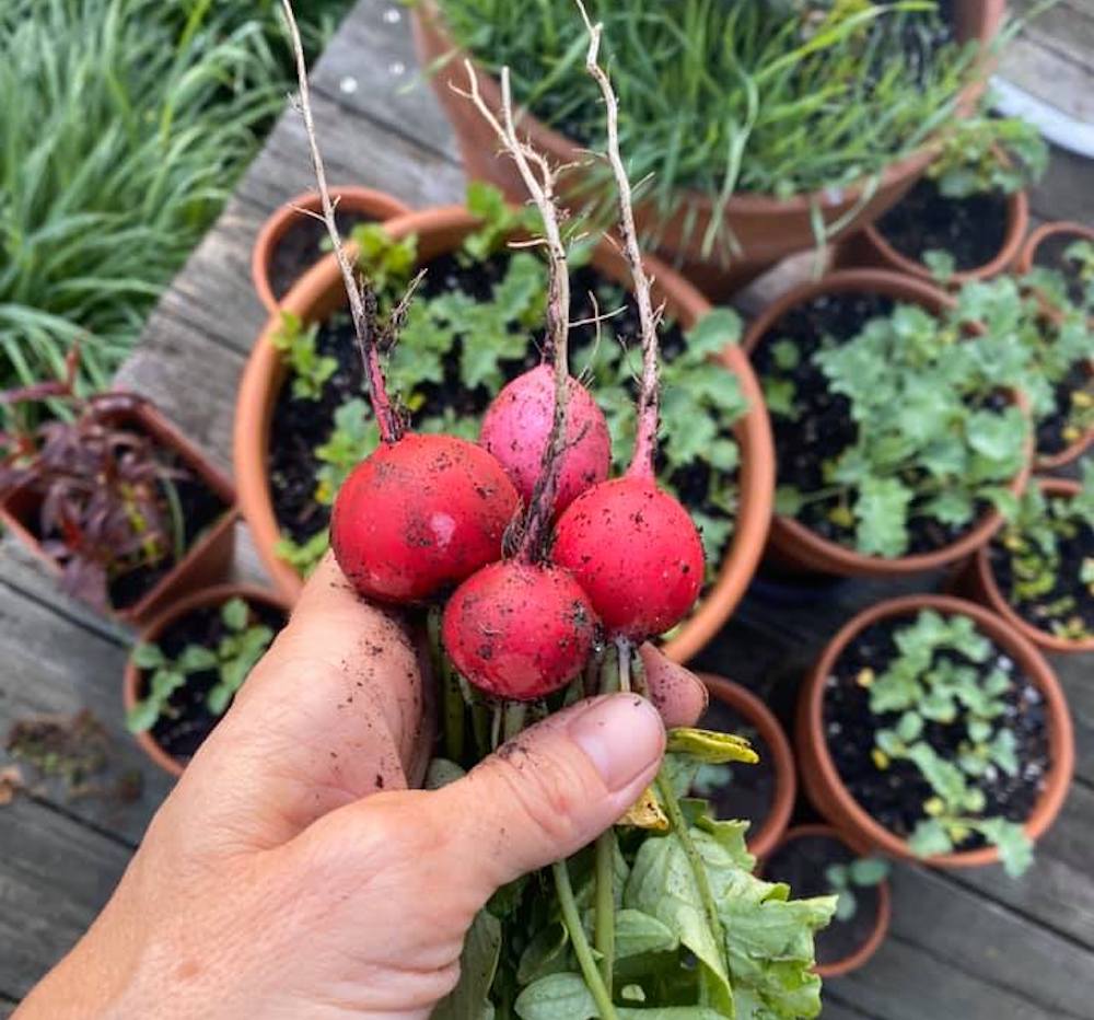 radishes in hand