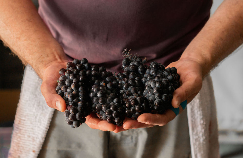 City Winery Spring Wine Release Food and wine Pairing