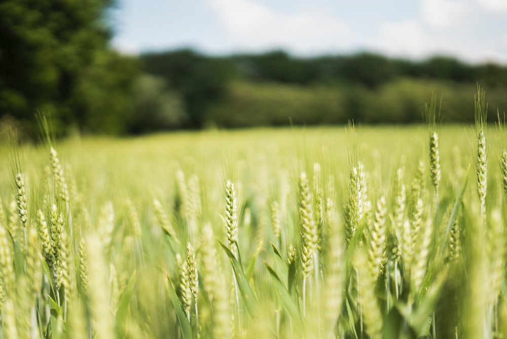 field in the summer