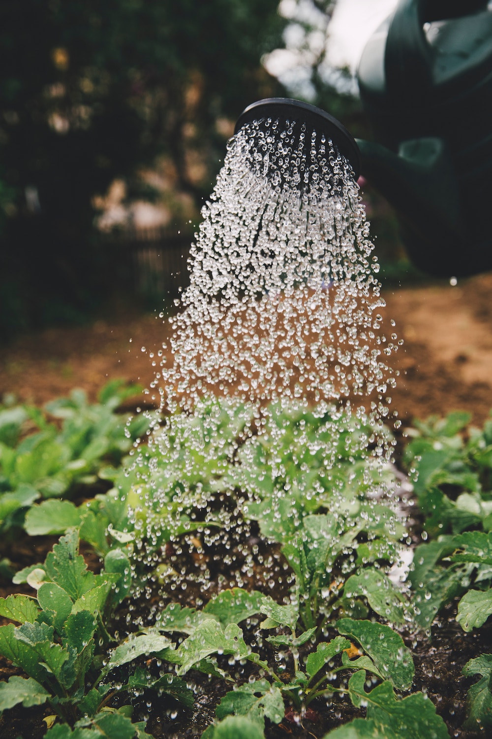 water sprinkler