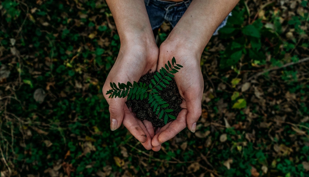plany in dirt in someone's hands