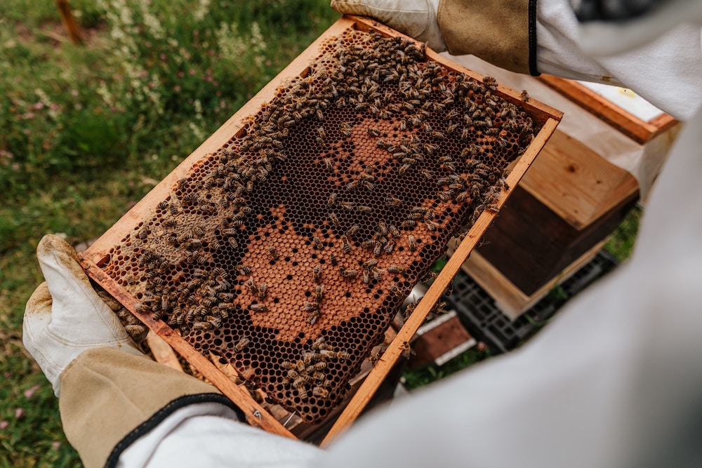 Beekeepers Resources in the Hudson Valley NY
