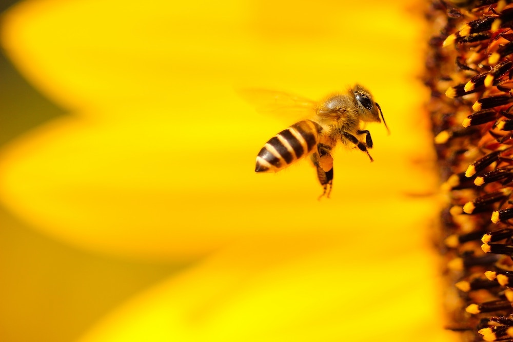 bees Beekeepers Resources in the Hudson Valley NY