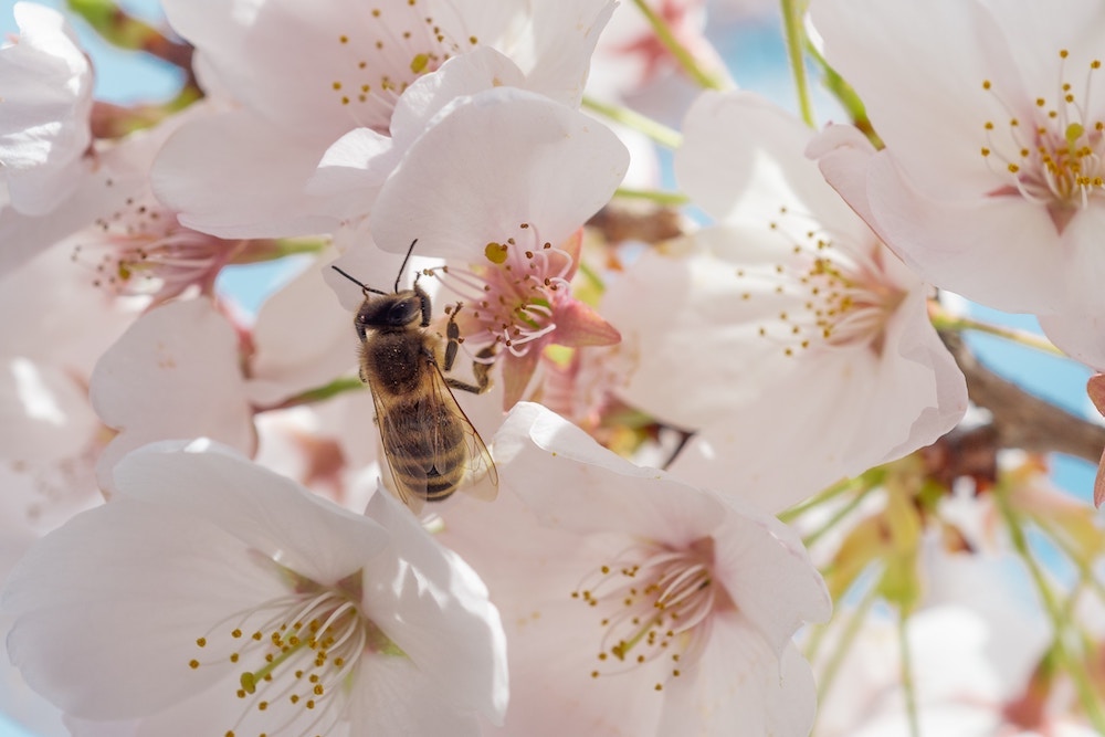 Beekeepers Resources in the Hudson Valley NY
