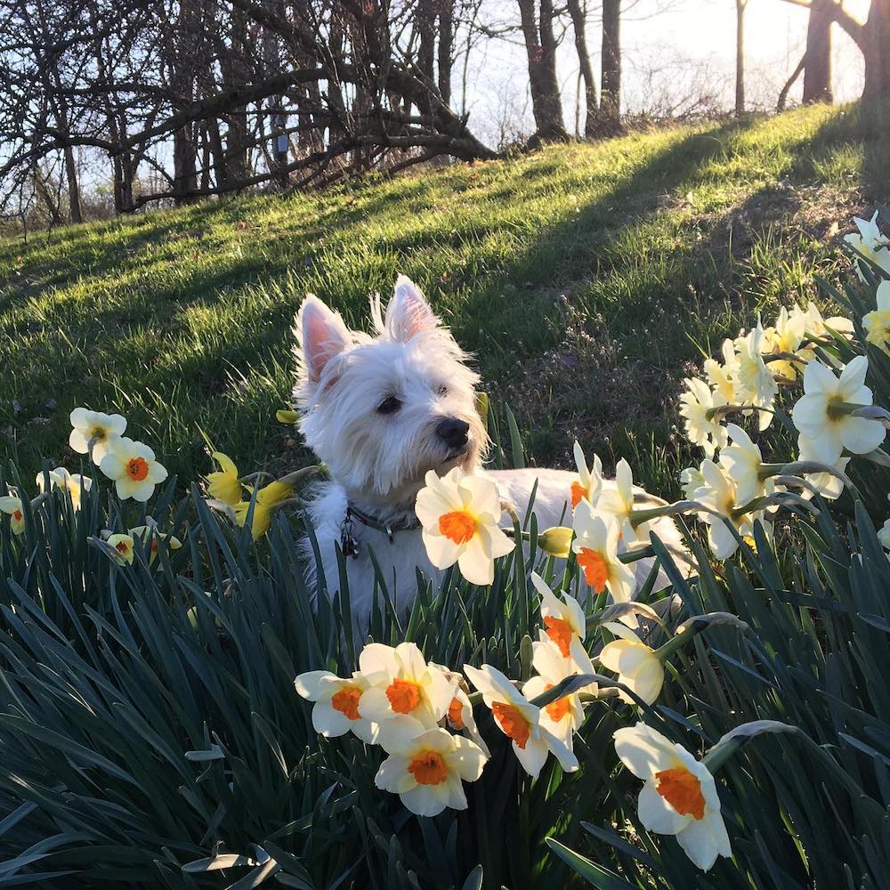 Winston in the flower patch at Catskill Wagyu Beef Farm