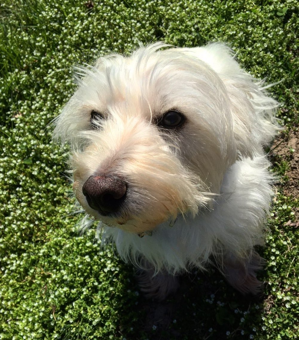 Winston the Jack Russel at Hilltop FArms