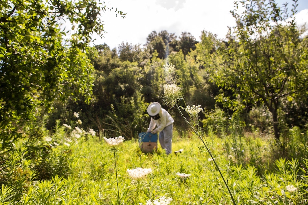 Beekeepers Resources in the Hudson Valley NY