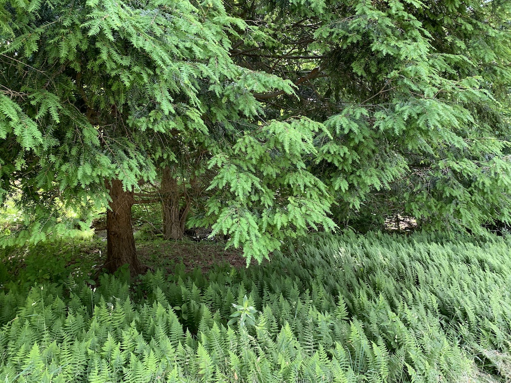 Carol Washington Landscape Designer in Saugerties NY