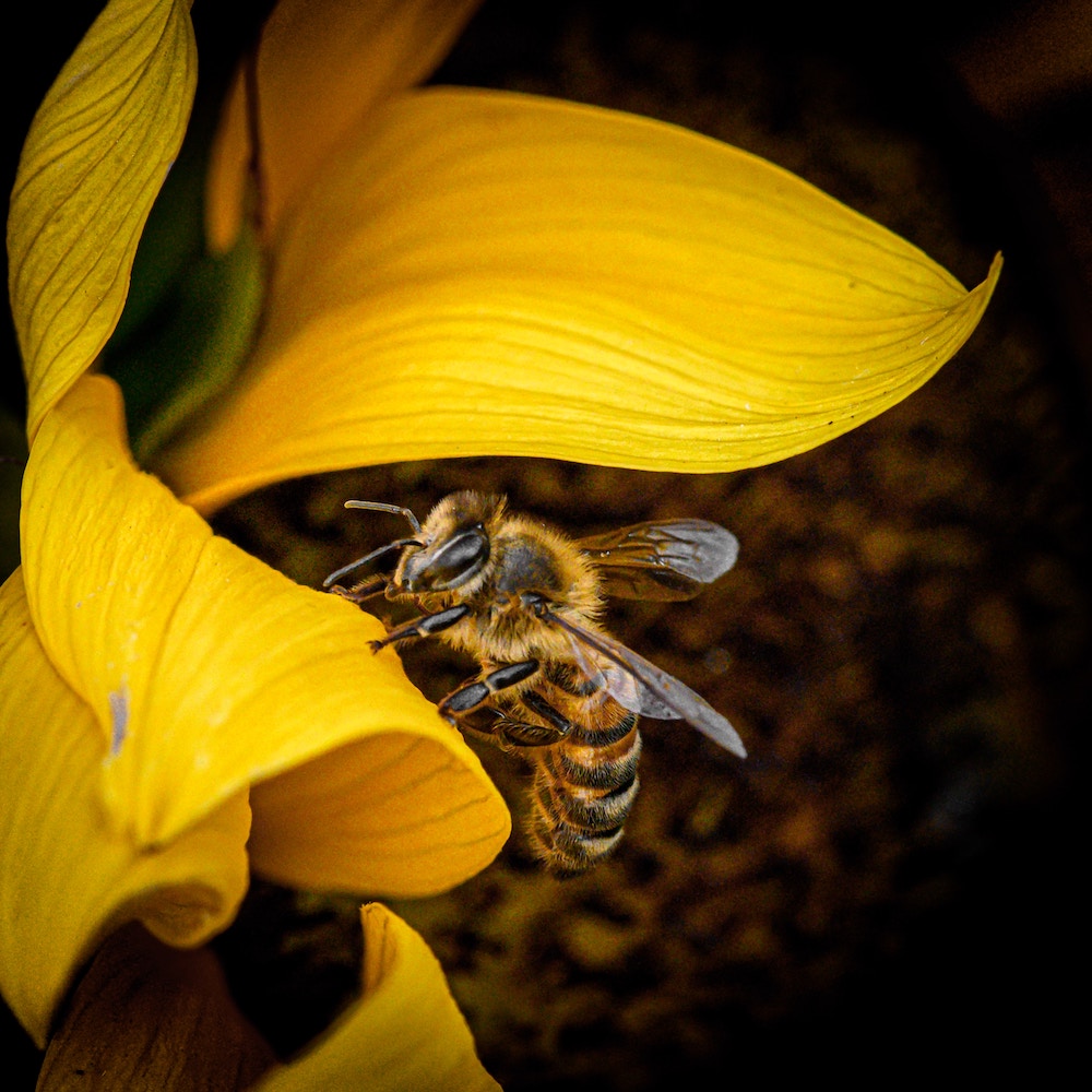 And So It Shall Bee Blog on Inside+Out Upstate NY